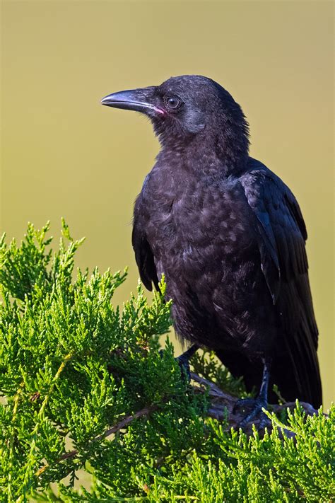 crow fish|Fish Crow .